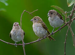 Saffron Finch