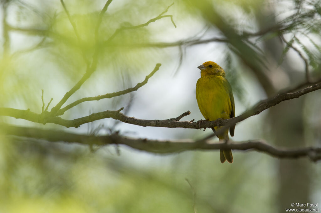 Saffron Finch