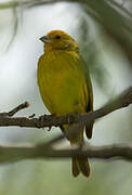 Saffron Finch