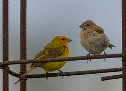 Saffron Finch