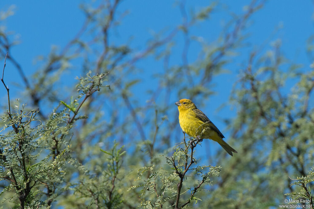 Saffron Finch male adult, identification