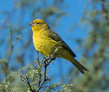 Saffron Finch