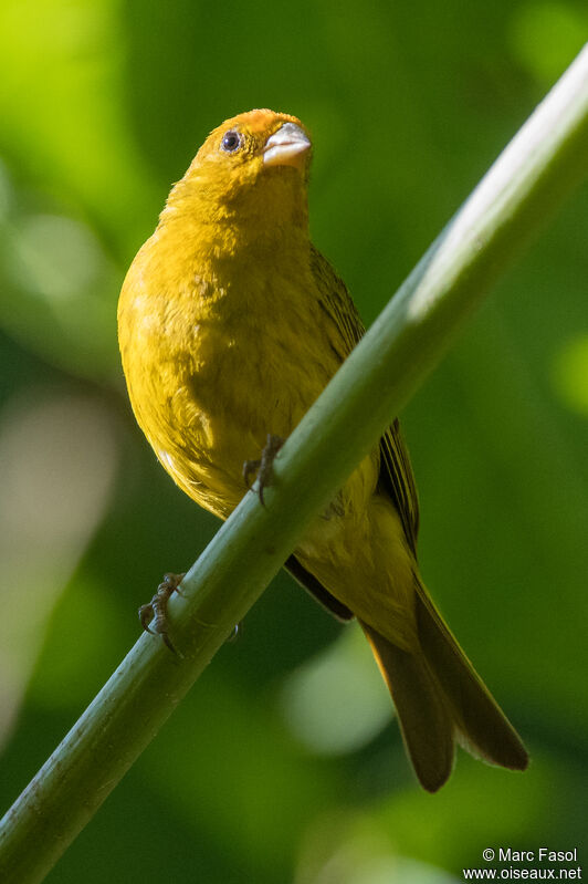 Saffron Finch male adult, identification