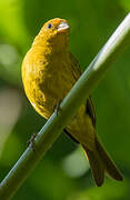 Saffron Finch