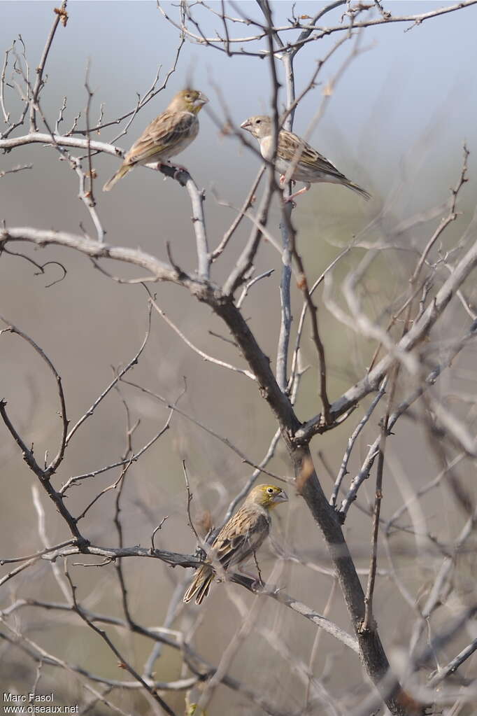 Sulphur-throated Finchadult, identification