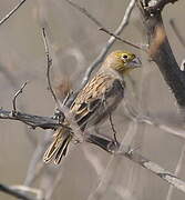 Sulphur-throated Finch