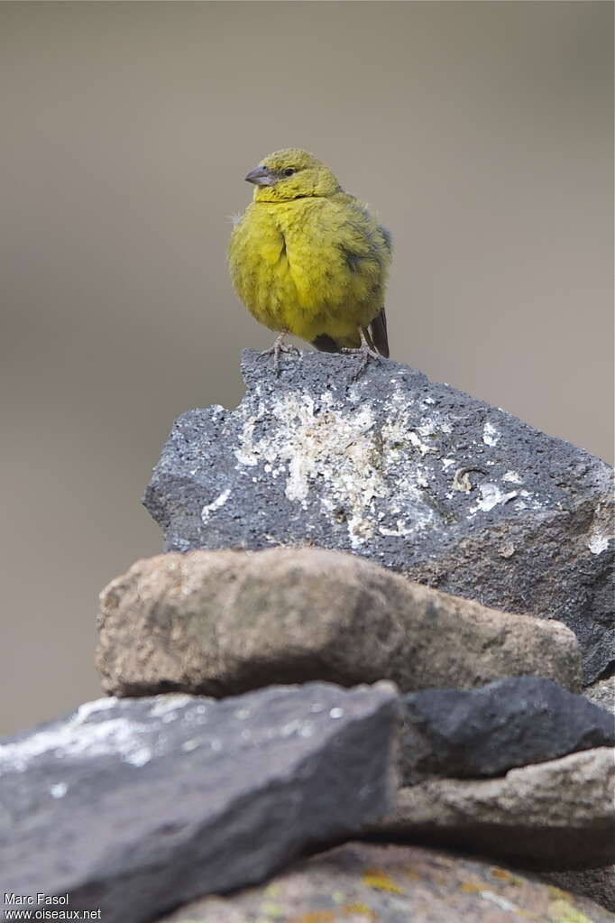 Greenish Yellow Finch male adult, close-up portrait