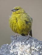 Greenish Yellow Finch