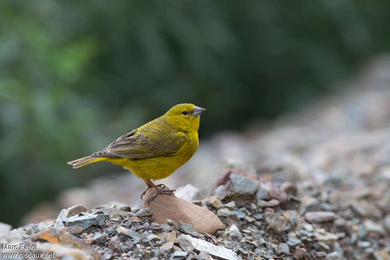 Greenish Yellow Finch male adult, identification
