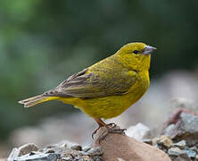 Greenish Yellow Finch