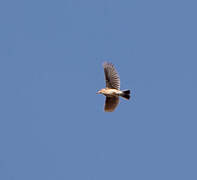 Dupont's Lark