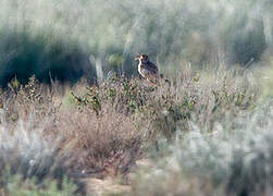 Dupont's Lark