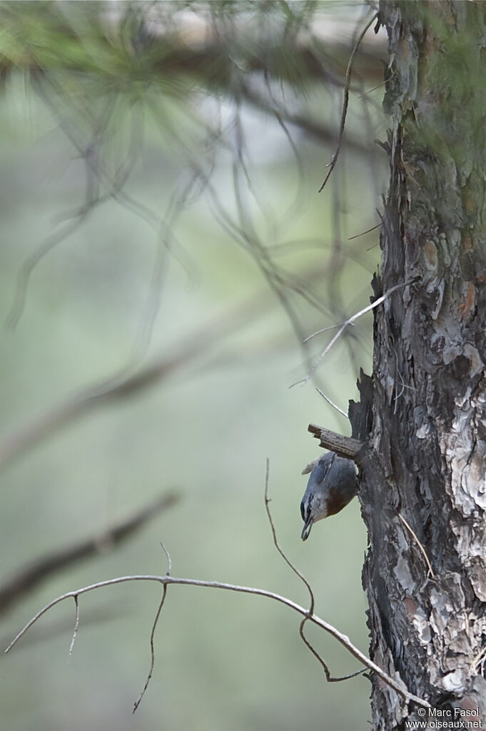 Krüper's Nuthatchadult breeding, feeding habits, Behaviour