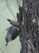 Krüper's Nuthatch