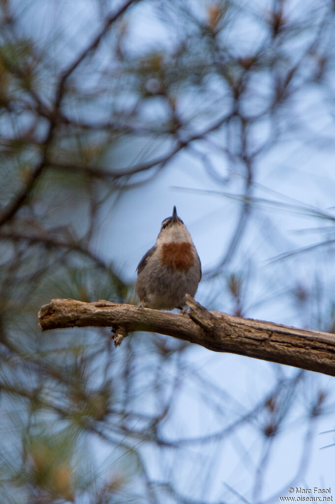 Krüper's Nuthatch male adult, identification