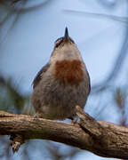 Krüper's Nuthatch