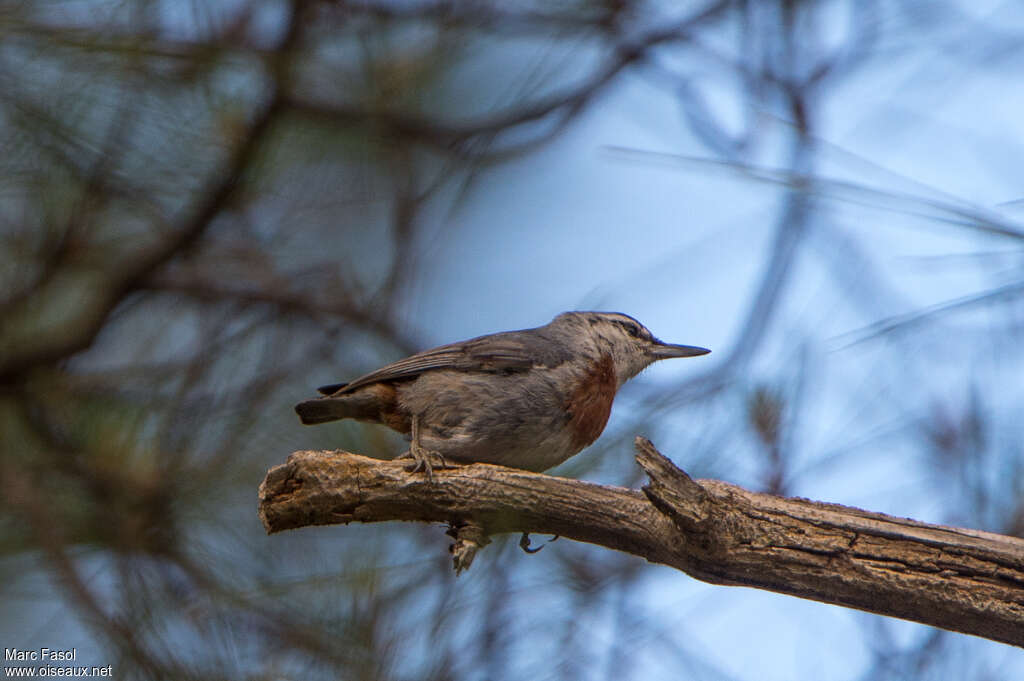 Krüper's Nuthatch male adult, identification