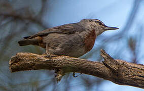 Krüper's Nuthatch