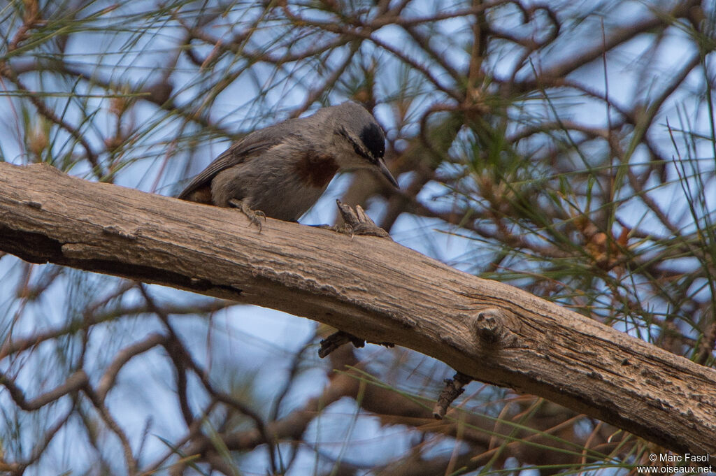 Krüper's Nuthatch male adult, identification