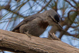 Krüper's Nuthatch