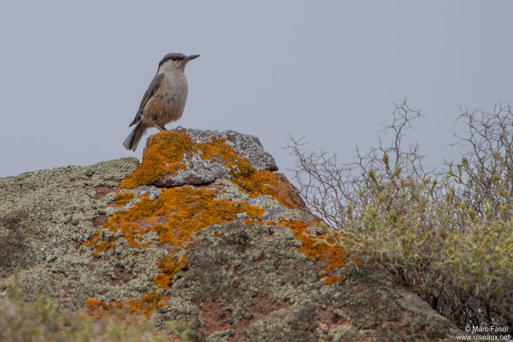 Western Rock Nuthatchadult