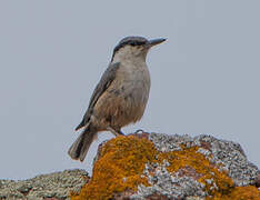 Western Rock Nuthatch