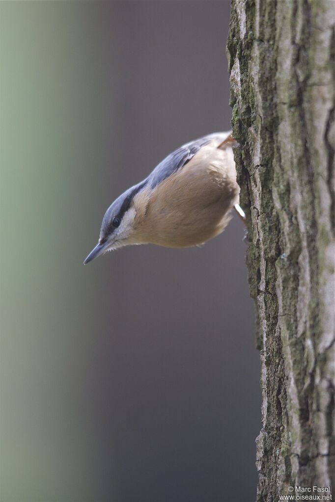 Eurasian Nuthatchadult post breeding, identification, Behaviour