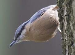 Eurasian Nuthatch