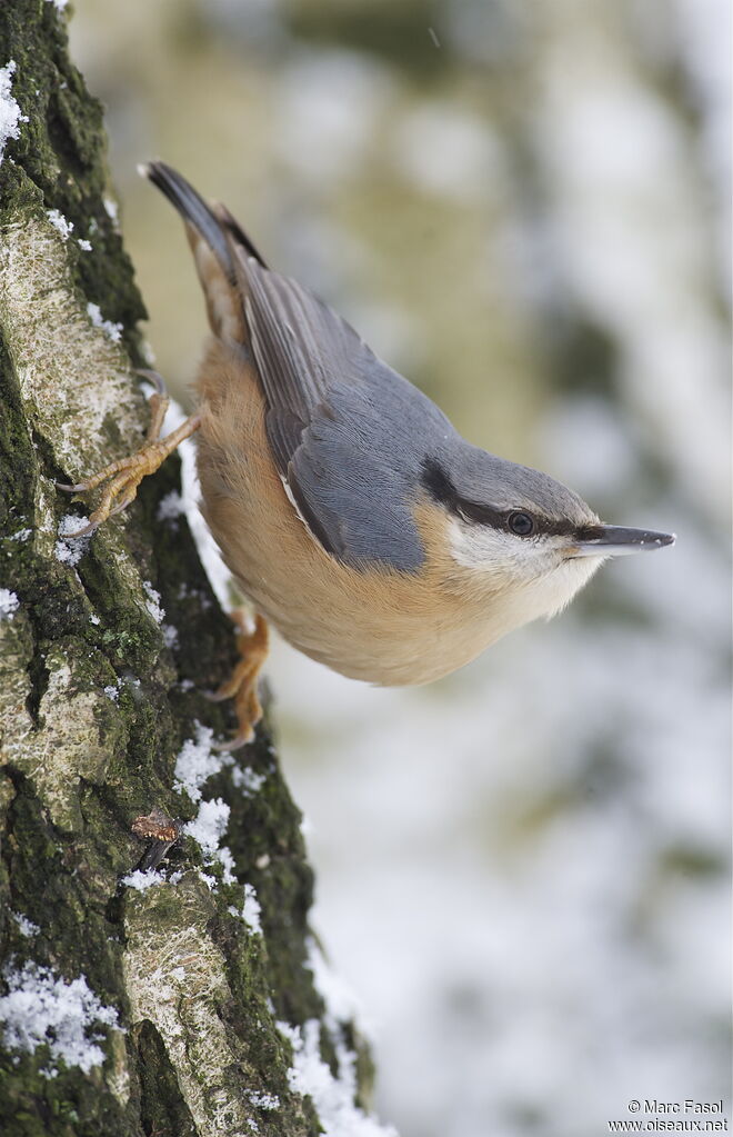 Eurasian Nuthatchadult post breeding, identification, Behaviour