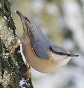 Eurasian Nuthatch