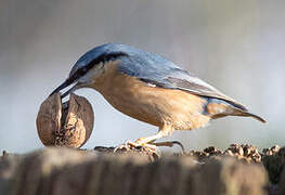 Eurasian Nuthatch