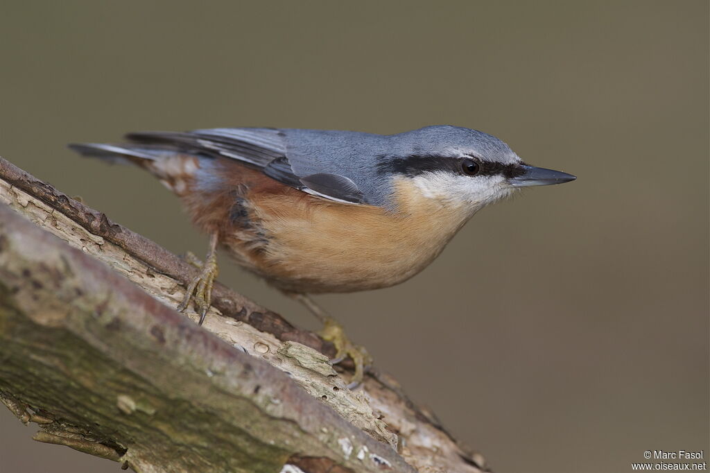 Eurasian Nuthatch, identification, Behaviour