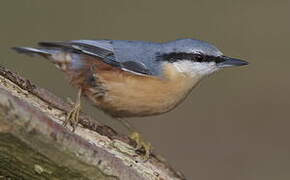 Eurasian Nuthatch