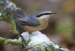 Eurasian Nuthatch