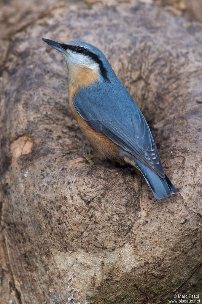 Eurasian Nuthatchadult post breeding, identification