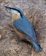 Eurasian Nuthatch