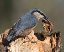 Eurasian Nuthatch