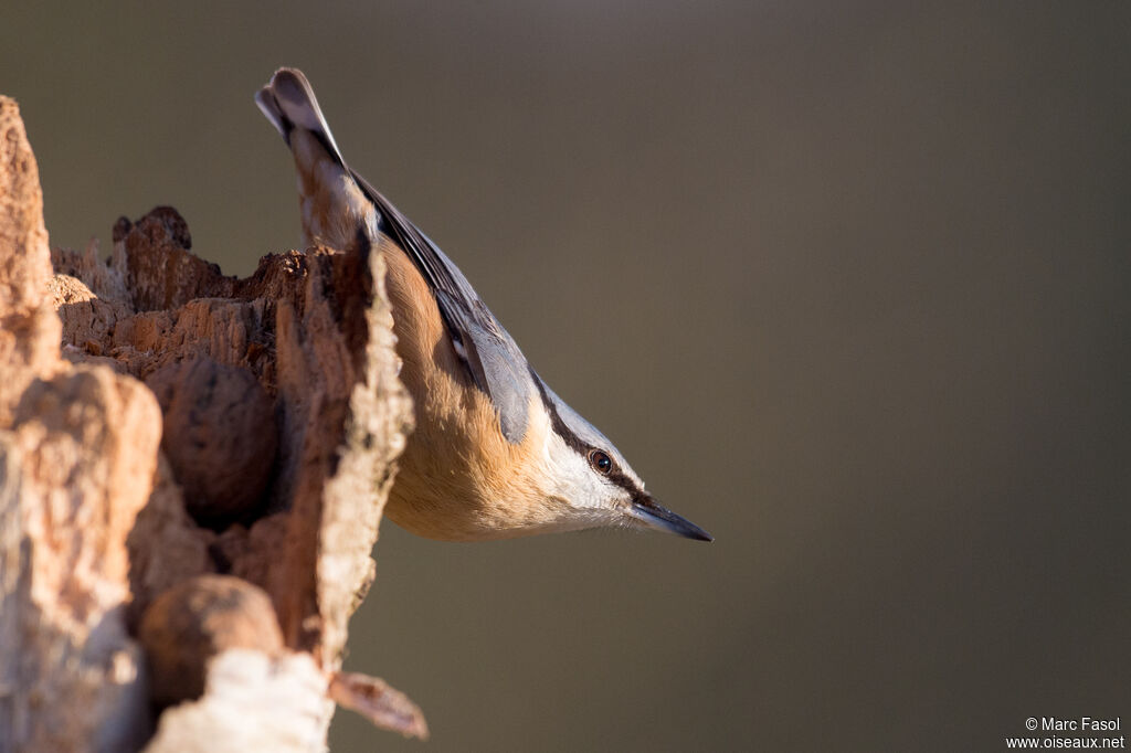 Eurasian Nuthatchadult post breeding, identification