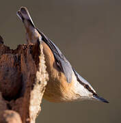 Eurasian Nuthatch