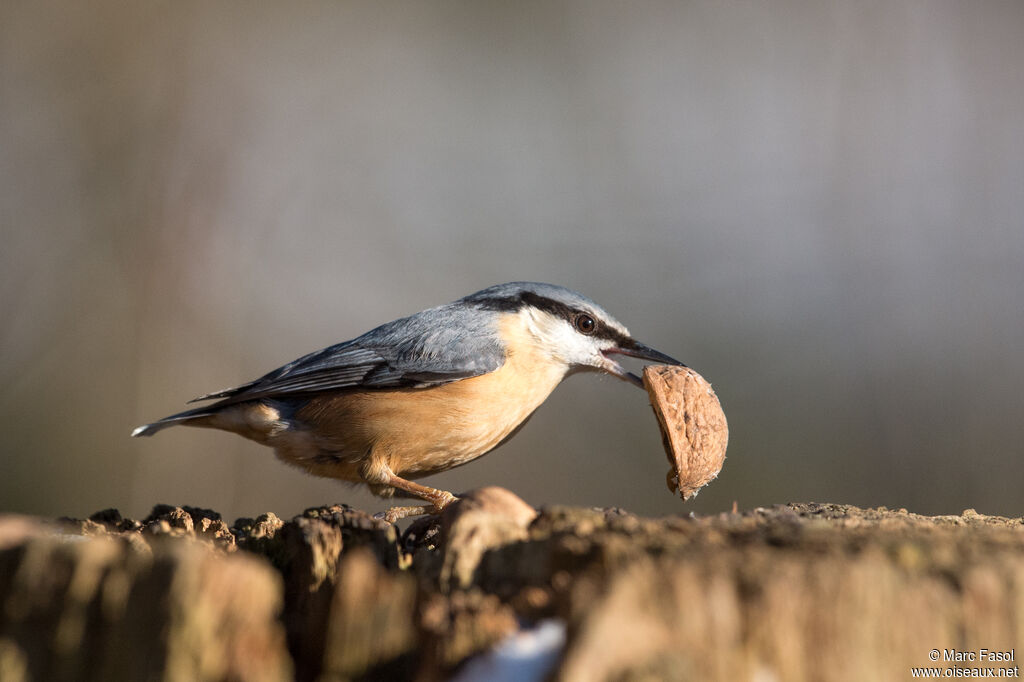 Eurasian Nuthatchadult post breeding, feeding habits