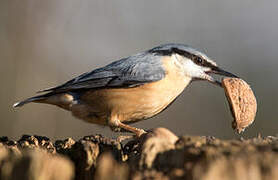 Eurasian Nuthatch