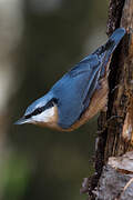 Eurasian Nuthatch