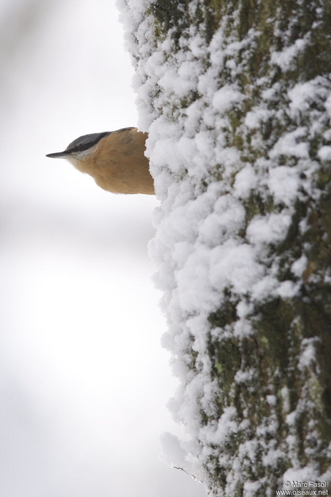 Eurasian Nuthatchadult, Behaviour