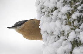 Eurasian Nuthatch