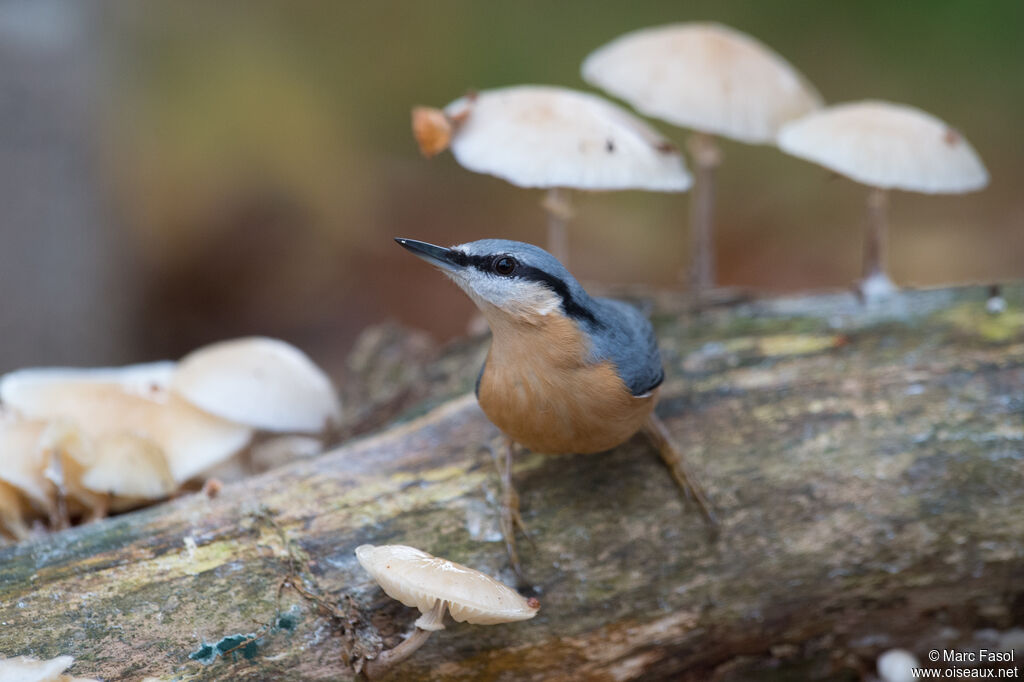 Eurasian Nuthatchadult, identification