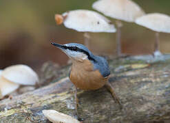 Eurasian Nuthatch