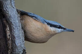 Eurasian Nuthatch