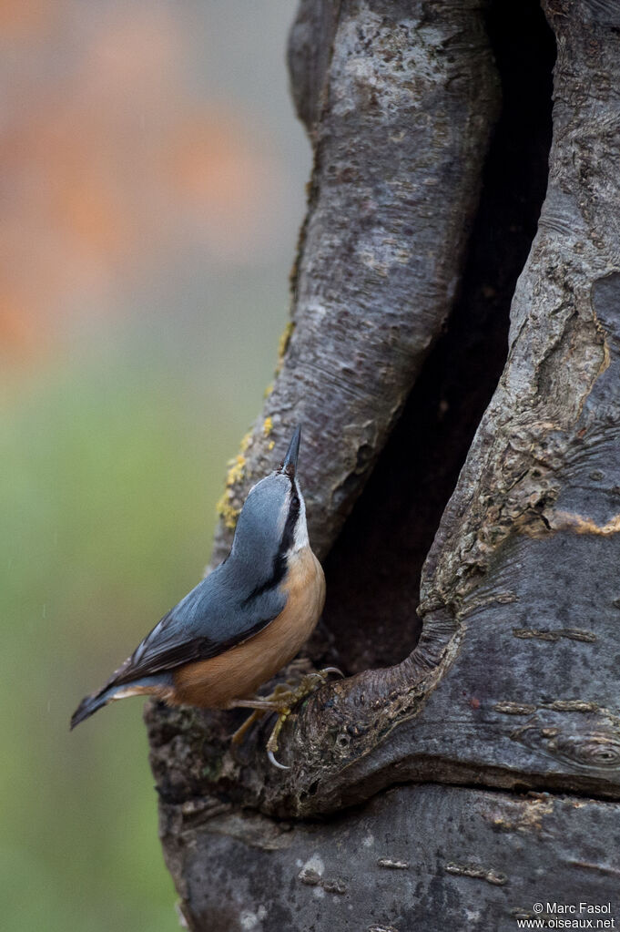 Eurasian Nuthatch