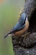 Eurasian Nuthatch