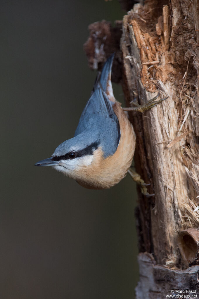 Eurasian Nuthatchadult, identification